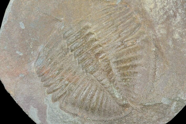 Partial Ogyginus Cordensis - Classic British Trilobite #103123